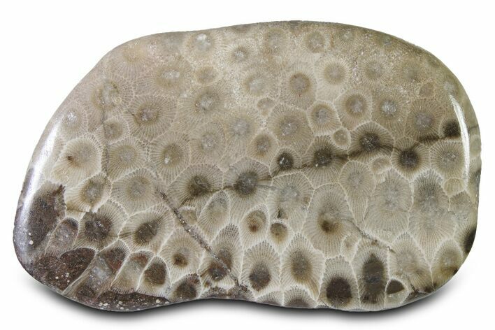 Large, Polished Petoskey Stone (Fossil Coral) - Michigan #322894